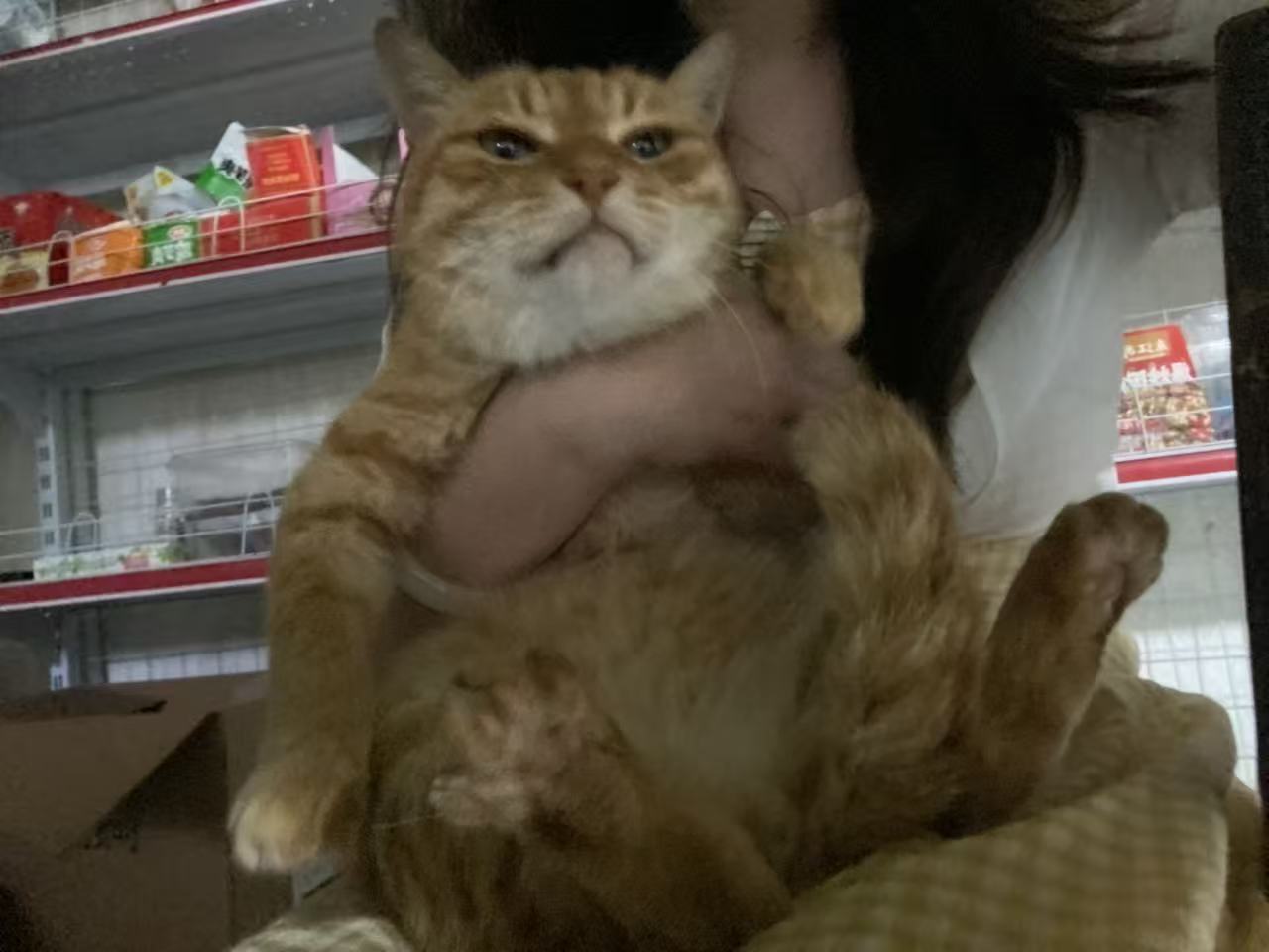 Meow